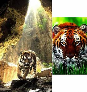 Скриншоты к Тигры Живые Обои