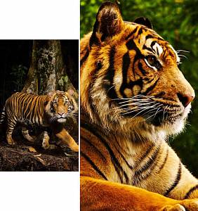 Скриншоты к Тигры Живые Обои