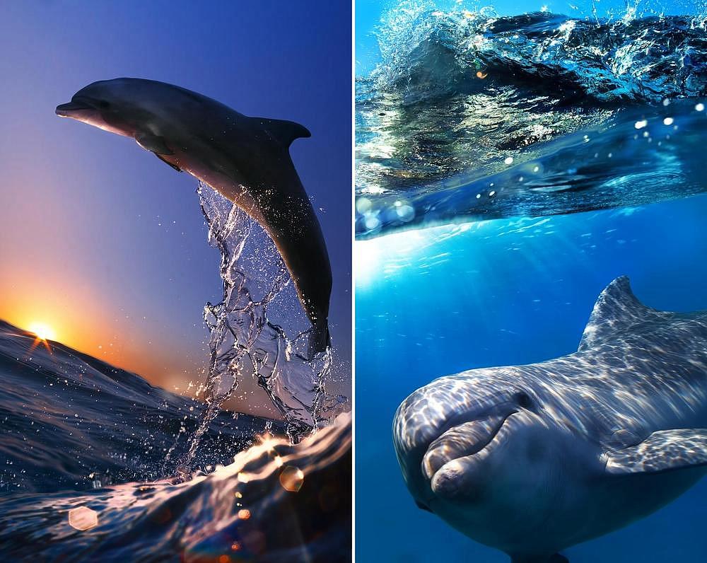 Живая природа дельфины. Живые дельфины. Живые обои дельфины. Живое изображение. Картинки дельфинов для телефона.